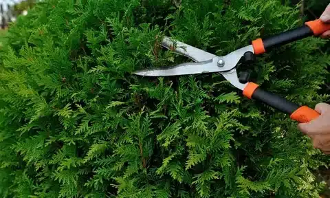 An individual providing shrub trimming services in an outdoor garden using a pair of scissors.