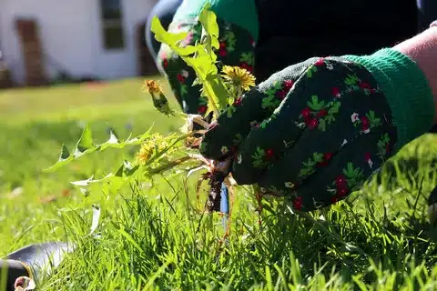 A person in gloves is planting a vibrant plant in the grass lawn fertilization.